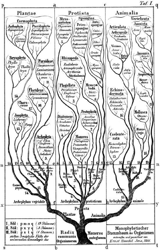 L'albero filogenetico della vita per Haeckel