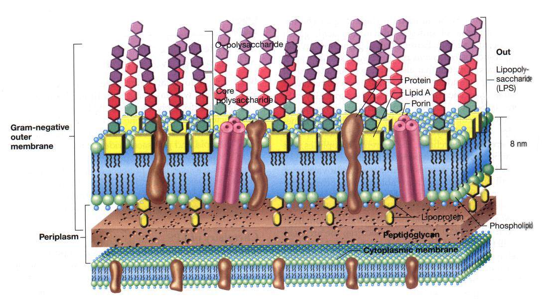 Reticolo Endoplasmatico