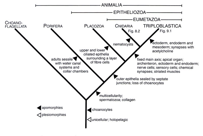 apomorfie e plesiomorfie nella definizione tradizionale dell'albero filogenetico degli animali